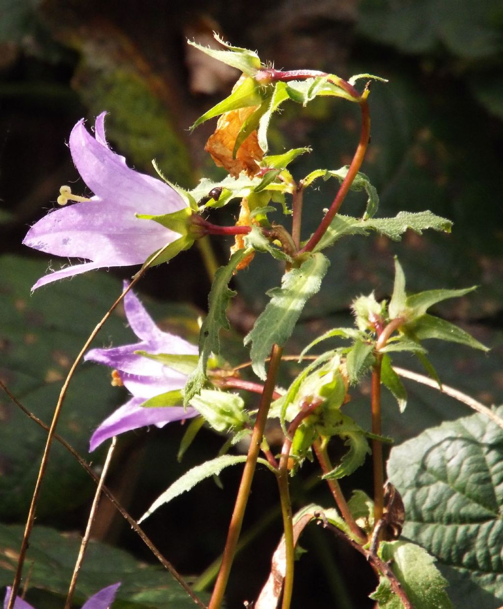 Campanula trachelium